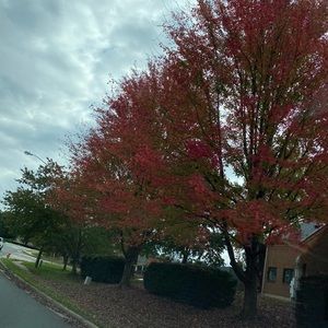 Meet your Posher, Luisa